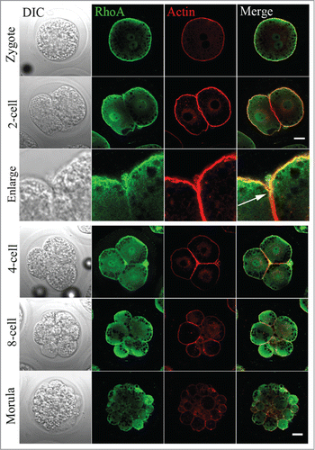 Figure 6. RhoA protein localization in parthenogenetically activated oocytes, zygotes, and cleaving embryos. RhoA protein subcellular localization during porcine parthenogenetic embryo development. During mitotic cytokinesis, RhoA protein accumulated in the nuclear region. RhoA was also concentrated at the cortex, and co-localized with actin from the zygote to morula stage. White arrow indicates its localization in a cleavage furrow. Gray, DIC; green, RhoA; red, actin. Bar = 20 μm.