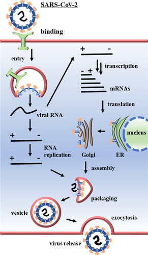 Figure 2 Coronavirus replication mechanism within host cells.