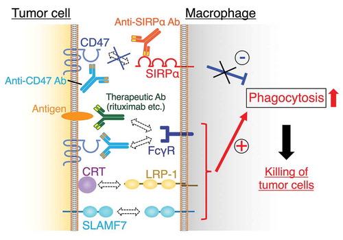 Figure 2. Blockade of CD47 or SIRPα promotes tumor killing by professional phagocytes. The phagocytosis of target tumor cells by professional phagocytes, such as macrophages, is regulated by activating and inhibitory signals, specifically via the interaction of receptors and their ligands. Calreticulin (CRT) and signaling lymphocytic activation molecule family 7 (SLAMF7) on tumor cells have been demonstrated to serve as an activating signal by interacting with low-density lipoprotein receptor-related protein 1 (LRP-1) and SLAMF7 on macrophages, respectively [Citation18,Citation19]. When bound by antibodies, antigens (tumor-associated antigens) on tumor cells are recognized by the Fcγ receptor (FcγR) on macrophages and initiate activating signals. Blockade of CD47 or signal regulatory protein α (SIRPα) by agents such as antibodies disrupts the inhibitory signal mediated by the interaction of CD47 on tumor cells with SIRPα on macrophages, which in turn promotes phagocytosis induced by activating signals. Ab, antibody
