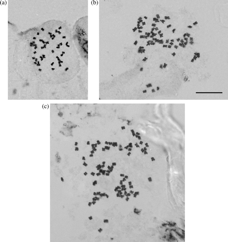 Fig. 1  Somatic chromosomes of Plantago species. (A) Plantago aff. spathulata? (MLT049W; WELTU 20133) 2n=48; B, Plantago unibracteata (MLT 024W; WELTU 20175) 2n=72; C, Plantago sp. ‘Sylvester’ (BVS s.n. C; WELTU 20215) 2n=96. Scale bar=10 µm.
