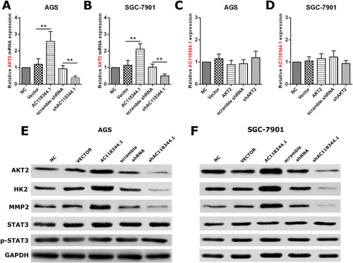 Figure 5 AC118344.1 promotes the progression of gastric cancer cells by AKT2 and its downstream molecules MMP2 and HK2 except STAT3. (A and B) Overexpression/knockdown of AC118344.1 promoted/inhibited the expression of AKT2 in the indicated AGS (A) and SGC-7901 cells (B); (C and D) overexpression/knockdown of AKT2 did not change the expression of AC118344.1 in the indicated AGS (C) and SGC-7901 cells (D); (E and F) Western blot for AKT2, HK2, MMP2, STAT3 and p-STAT3 expression in the indicated AGS (E) and SGC-7901 cells (F). **Indicates p < 0.01.