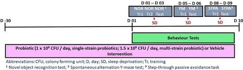 Figure 1. Schematic diagram representing the experimental schedule and timeline of procedures during the thirty-nine days of probiotic intervention. Three individual probiotic strains and their combination were tested in mice subjected to partial SD and compared with non-SD and SD vehicle groups. Mice were administered a daily oral gavage containing either 1 × 109 colony forming units (CFU) of bacterial single-strain, 1.5 × 109 CFU of bacterial combination or vehicle for thirty days prior to and for nine days during a behavioural test paradigm. Behavioural tests were applied to evaluate learning and memory performances following a five-hour SD period before the onset of the activity phase. The behavioural tests used included the novel object recognition test (NOR; days one to three), the Y-maze spontaneous alternation test (Y-maze; days five and six) and the step-through passive avoidance task (STPA; days eight and nine), with two days of rest on days four and seven. All mice were sacrificed on day ten.