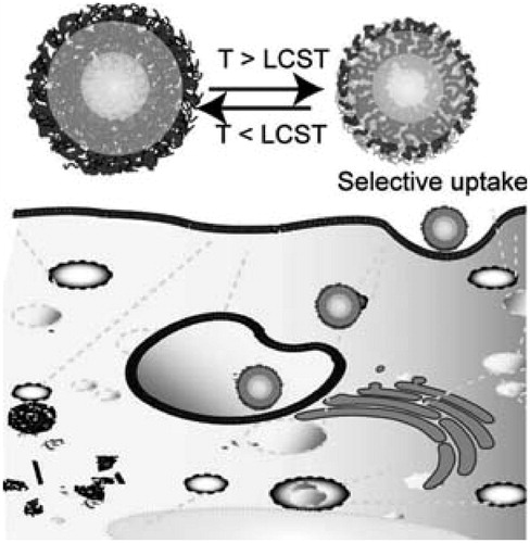 Figure 1. Schematic illustration of reversible thermal transitions and cellular uptake of micellar-like nanoparticles (Soga et al., Citation2004).