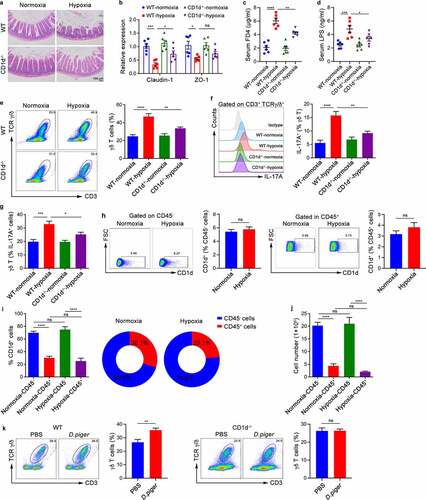 Figure 5. Commensal Microbiota Activate Intestinal Intraepithelial γδ T Cells in a CD1d-dependent Manner. (a-g) WT mice and CD1d-deficient (CD1d−/−) mice were exposed to hypoxia (5.0% oxygen concentration) or normoxia (20.9% oxygen concentration) for 48 hours (n = 6). (a) Histopathological analysis of small intestine tissues from the different groups; representative pictures of H&E staining are shown. Scale bars, 100 µm. (b) Real-time qPCR analysis of claudin-1, ZO-1 and mRNA expression in the intestinal epithelium tissues. (c) Serum FITC-dextran concentrations in mice after gavage administration. (d) ELISA analysis of LPS concentration in the serum of mice.     (e) The frequency of γδ T cells from the epithelial layer of the small intestine were identified by flow cytometry. Representative scatter plot and quantitative data are shown. (f) IL-17A expression in γδ T cells from the epithelial layer of the small intestine were analyzed. Representative histograms and quantitative data are shown. (g) The proportion of γδ T cells in the IL-17A-positive cells of the small intestine epithelial layer was measured by flow cytometry. (h-j) WT mice were exposed to hypoxia (5.0% oxygen concentration) or normoxia (20.9% oxygen concentration) for 48 hours (n = 6). (h) CD1d expression in the CD45-negative or CD45-positive cells of the small intestine epithelial layer was measured by flow cytometry. Representative scatter plot and quantitative data are show (n = 6 per group). (i) The proportion of CD45-positive or CD45-negative cells in the CD1d-positive cells of the small intestine epithelial layer was measured by flow cytometry. (j) The number of CD45-positive or CD45-negative cells expressing CD1d in the epithelial layer of the small intestine was measured by flow cytometry. (k) Total cells derived from the small intestine epithelial layer of WT or CD1d-/- mice were stimulated with D. piger for 3 days, the frequency of γδ T cells and IL-17A production were determined by flow cytometry. Representative scatter plot and quantitative data are show (n = 6). The data are representative of three independent experiments and shown by the mean ± SEM. *p <0.05, **p <0.01, ***p <0.001, ****p <0.0001 by one-way ANOVA test with Tukey’s posttest (b-g, i and j) or unpaired Student’s t-test (h, k). FD4, FITC-dextran 4; LPS, lipopolysaccharide; ns, no significance.