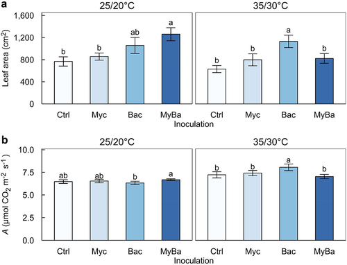 Figure 4. Newly expanded leaf (a) area and (b) net CO2 assimilation rate (A) of the blueberry plantlets under low (25/20°C) and high air temperature (35/30°C) conditions. The blueberry plantlets were treated with a mock inoculum (ctrl), a mix of ericoid mycorrhizae inoculum (myc), a single-strain thermotolerant plant growth-promoting bacterial inoculum (Bac), and a combination of the two inocula (MyBa). Error bars indicate ±1 SEs of the means (n = 10 and 3 for (a) and (b), respectively). Different alphabetical letters indicate significant difference between treatment groups separated by the Tukey’s HSD post hoc analysis at α = 0.05 level. Statistical significance codes: °, *, **, *** for α = 0.10, 0.05, 0.01, and < 0.001, respectively.