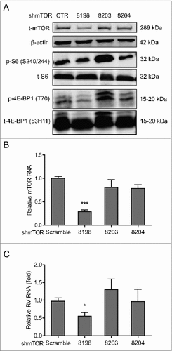 Figure 2. Silence of mTOR inhibits rotavirus replication. (A) Western blot analysis of t-mTOR, p-S6 (S240/244), t-S6, p-4E-BP1 (T70) and t-4E-BP1 (53H11) protein in lentiviral RNAi against mTOR transduced Caco2 cells. (B) One (No. 8198) of 3 lentiviral shRNA vectors showed successful knockdown determined by qRT-PCR (n = 9, mean ± SEM, ###P < 0.001, Mann-Whitney test). (C) mTOR knockdown inhibited rotavirus genomic RNA determined by qRT-PCR (n = 7, mean ± SEM, #P < 0.05, Mann-Whitney test).