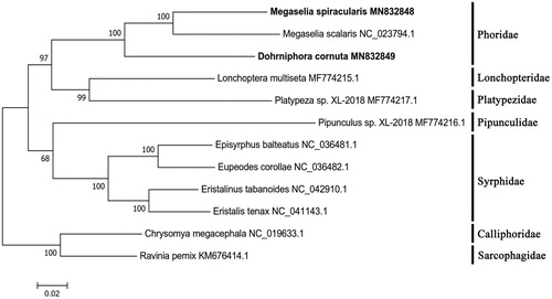 Figure 1. ML phylogenetic tree was constructed based on mitogenome sequences of 10 flies from the Asehiza and two flies from the Schizophora as the outgroup using MEGA 7 software. The numbers in the nodes indicated the support values with 1000 bootstrap replicates.