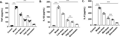 Figure 11. N. nucifera leaves lowered the levels of inflammatory factors in an AS mouse model. Serum TNF-α (A), IL-1β (B) and IL-6 (C) levels measured by ELISA (n = 6–8; each data point represents 1 mouse).Note: Values were shown as means ± SEM, ***P<0.001 (Control vs. Model) or (Model vs. Low-dose, Mid-dose, High-dose, Simvastatin), **P<0.01 for IL-1β (Mid-dose vs. High-dose), ns.P > 0.05 for TNF-α (Mid-dose vs. High-dose) by one-way ANOVA followed by Bonferroni or Tamhane’s T2 multiple comparisons test.