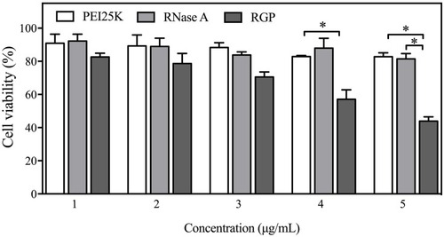 Figure 9 In vitro antiproliferative effect assay of HeLa cells after the treatment with PEI25K, RNase A and RGP nanoparticles, in which the concentration of RNase A was used for the RGP nanoparticles. Data were presented as mean ± SD of triplicate experiments (*p<0.05).