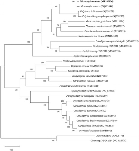 Figure 1. Molecular phylogenetic analysis of PCGs located in the mitochondrial genomes of M. caudata and other 26 monogeneans.