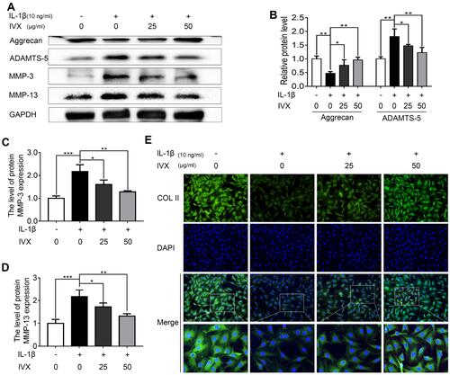 Figure 3 IVX impact on ECM anabolic and catabolic actions in IL-1β-exposed chondrocytic cells, in presence or absence of IVX. (A) Evaluation of ECM catabolic and anabolic protein expression in IL-1β- and IVX-treated chondrocytes, relative to control. (B–D) Image J employed quantification of protein expression. (E) Detection of COL II by fluorescence microscopy, in conjunction with nuclear DAPI stain (scale bar: 50 μm). Data is average ± SD of 3 separate examinations. *p < 0.05, **p < 0.01, ***p < 0.001.