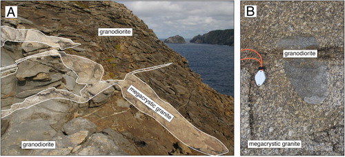 Figure 4 Field relationships of Broughton Granodiorite on Broughton Island. A, Megacrystic dykes of Snares Granite cut across the granodiorite. The dyke labelled ‘megacrystic granite’ is approximately 1 m wide; B, Xenoliths of Broughton Granodiorite occur in the megacrystic granite. Hand lens is 5.5 cm long.