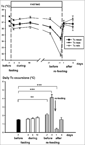 Figure 3. Upper panel: Night-time maximal (Tc max), daytime minimal (Tc min) and daily average core temperature (Tc mean) in obese mice (Group-2) before fasting, during the first days (2, 5, 10) of fasting, during the last week of fasting (7 and 1 day before re-feeding) and on 1st and 5th days of re-feeding. Lower panel: Daily excursions of core temperature were determined from differences between night maxima and day minima using one-hour averages of core temperature. Asterisks show significant differences between the data sets indicated (**P < 0.01, ***P < 0.001, one-way ANOVA). All mice were fed on a fat-rich diet before and after fasting. Mean ± SEM are shown.