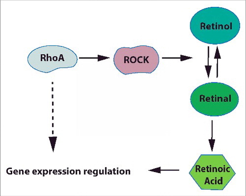 Figure 7. RhoA/ROCK regulates RA signaling in primary keratinocytes RhoA/ROCK signaling regulates the oxidation of retinol to retinal.