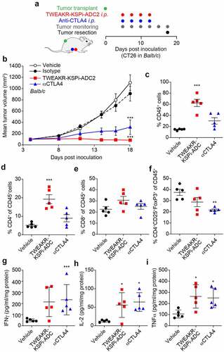 Figure 5. TWEAKR-KSPi-ADC triggers anticancer immune responses.