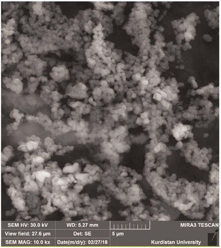 Figure 8. Image of Rif-SLNs electron microscope.