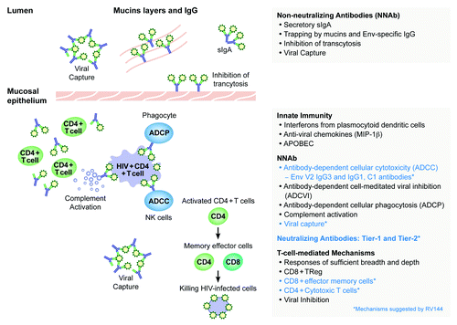 Figure 1. Possible vaccine-induced immune mechanisms of protection against HIV-1 acquisition in humans.