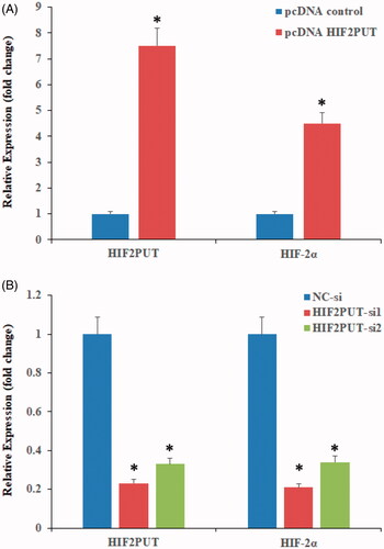 Figure 2. Overexpression or knockdown of lncRNA HIF2PUT co-regulates mRNA expression levels of HIF-2α. (A) Expression levels of HIF2PUT and HIF-2α were significantly elevated in the pcDNA-HIF2PUT group, compared with the negative control in transfected U2OS stem cells (*P < .05). (B) Expression levels of HIF2PUT and HIF-2α were significantly reduced in the HIF2PUT siRNA groups, as compared with the negative control (NC) group in transfected U2OS stem cells (*p < .05).