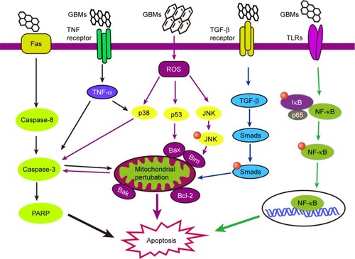 Figure 1 The signaling pathways involved in GBM-induced apoptosis. The schematic diagram delineates the extrinsic (death receptor pathway) and intrinsic (mitochondrial pathway) pathways of apoptosis. GBMs may induce apoptosis through mitochondrial pathways and the MAPKs- and TGF-β-related signaling pathways. Mitochondria act as major control points involving in regulation of apoptosis. Caspases (caspase-3, caspase-8), PARP, and Bcl-2 protein family proapoptotic members (Bim and Bax) are activated and mitochondrial outer membrane permeabilization and the loss of mitochondrial membrane permeabilization occur, and are involved in the pathways during GBM-induced apoptosis.Abbreviation: GBMs, graphene-based materials.