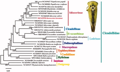 Figure 1. Phylogenetic tree of Cicadellidae based on 28 complete mitogenomes using Maxumum likelihood (ML). Numbers at the nodes represent bootstrap values. The adult imaging of Koreocerus koreanus is shown in the plate.