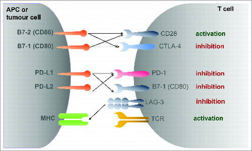 Figure 1. Stimulatory pathways of T cell activation or inhibition.