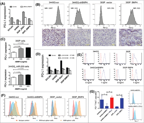 Figure 3. BMP4 regulates PD-L1 expression on tumor cells and thereby causes T cell dysfunction. (A) The effect of BMP4 siRNA on PD-L1 expression in murine KP lung cancer cells. Cells were transfected with 40 nM siRNA or the control for 3 d before FACS analysis. PD-L1 expression levels were calculated by the ratio of anti-PD-L1 stained MFI/isotype stained MFI (MFI, mean fluorescence intensity). (B) The representative FACS histogram of PD-L1 (MFI, mean fluorescence intensity) expression in primary subcutaneous tumors grown in syngeneic 129/Sv mice (n = 3) injected with the indicated cell lines is shown in the upper panel. The representative PD-L1 immunohistochemical staining of each tumor type is shown in the lower panel. Samples were obtained 2 weeks post-cell injection. Scale bar, 100 μm. (C) Cell surface expression of PD-L1 analyzed by FACS 5 d post-treatment with rBMP4 at the indicated concentrations. PD-L1 expression levels were calculated by the ratio of anti-PD-L1 stained MFI/isotype stained MFI. Data are represented as mean ± SD. (D) Cells were incubated with BMP4 inhibitor LDN193189 at different concentrations (25 nM and 50 nM) for 5 d and stained with anti-PD-L1 antibody. PD-L1 expression levels were calculated by the ratio of anti-PD-L1 stained MFI/isotype stained MFI. The experiments were repeated three times. (E) Representative FACS histogram of cell surface expression of PD-L1 on different mouse lung cancer cell lines with or without IFNγ stimulation (48 h stimulation). Red line, isotype control staining; blue line, anti-PD-L1 staining. (F) FACS analysis of surface expression of PD-L1 on different cancer cells co-cultured with 129/Sv spleen cells for 2 d. Representative FACS histograms are shown. Red, control isotype antibody staining; light blue, anti-mouse PD-L1 antibody staining for cancer cells cultured without spleen cells; and pink, anti-mouse PD-L1 antibody staining for cancer cells cultured with spleen cells. (G) FACS analysis of markers of T cell dysfunction. 129/Sv spleen cells were cultured for 4 d with various cancer cells in the presence of anti-CD3 stimulation (5 μg/mL) and Interleukin 2 (1 μg/mL). 344SQ-shBMP4 cells were transfected with PD-L1 (indicated in red). The data shown in left panel (means with standard deviations) are percentages of gated CD8+ T cells that were PD1+TIM3+ and are representative of at least three independent experiments. *p < 0.05. PD-L1 transfection efficiency was measured by FACS and the representative histograms are shown in right panel.