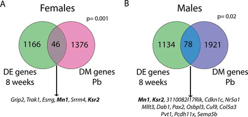 Figure 8. Overlap between genes with differential methylation (DM genes Pb) and genes that are differentially expressed in male vs. female liver at 8 weeks of age (DE genes 8 weeks). Separate analyses were conducted in females (a) and males (b). Genes listed below each diagram are those that also exhibit differential methylation in the blood of either females (A) or males (B). Bold genes are differentially methylated with Pb exposure in both tissues and sexes, and are differentially expressed between sexes in 8 week mouse liver. P values (hypergeometric test) represent the significance of overlap between gene lists