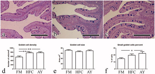 Figure 3. Goblet cell morphometry; (a, b, c) photomicrographs obtained from group a, b, and c respectively: presence of goblet cells stratified within the epithelial thickness are visible in b and c; (d, e, f) histograms showing results of the parameters recorded for goblet cells: asterisks indicate statistical differences (*p < .05; **p < .01). Scale bar in a, b, and c is equal to 200 µm. FM: fishmeal based diet; HFP: hydrolyzed fish protein; AY: autolyzed yeast.