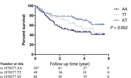 Figure 1. Kaplan-Meier survival curves of gastric cancer by VEGFR-2 rs1870377 A > T genetic polymorphism.