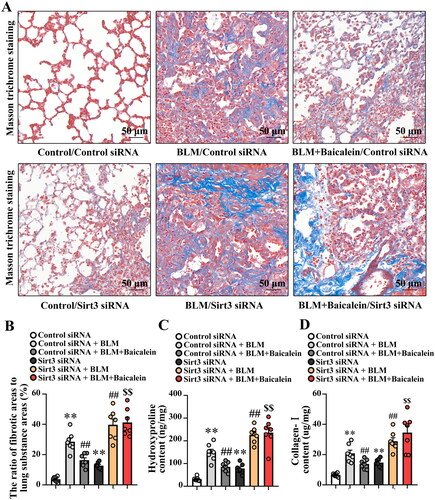 Figure 5. Silencing of Sirt3 abolishes the protective effect of baicalein against BLM-induced lung fibrosis. Masson’s trichrome staining was performed to measure collagen deposition in pulmonary tissues. (A, B) Representative images and the ratio of fibrotic areas to the total lung area. (C) Hydroxyproline and (D) collagen I content in pulmonary tissues was examined using ELISA. Data are presented as the mean ± SEM (n = 7). **p < 0.01 vs. control. ##p < 0.01 vs. BLM. $$p < 0.01 vs. BLM + baicalein. Sirt3: sirtuin 3; BLM: bleomycin.