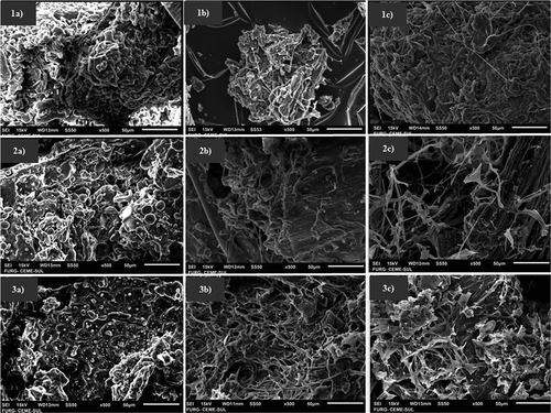 Figure 1. Scanning microscopy times of the fastest growing Rhizopus oryzae cultivation in soybean meal 0 h (1a), 24h (1b) and 48 h (1c); wheat bran 0 h (2a), 48h (2b) and 72 h (2c); rice bran 0 h (3a), 48h (3b) and 72 h (3c).Figura 1. Periodos de microscopio de barrido de los cultivos de Rhizopus oryzae de crecimiento más rápido en harina de soya 0 h (1a), 24h (1b) y 48 h (1c); salvado de trigo 0 h (2a), 48h (2b) y 72 h (2c); salvado de arroz 0 h (3a), 48h (3b) y 72 h (3c).