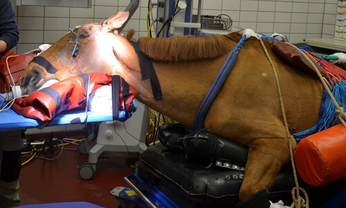 Figure 2. Photograph showing the mare positioned in sternal recumbency on the surgery table, with her head placed in an elevated position on a carbon fiber table. The patient tracker required for surgical navigation using an optical tracking system is solidly anchored on the left facial crest using two 3.2 mm Schanz pins.