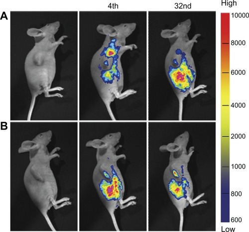 Figure 6 In vivo noninvasive targeted imaging of the tumor-bearing mice injected with Rb-mPEG-PLGA-PLL (A) and Rb-mPEG-PLGA-PLL-cRGD (B) NPs.Notes: The colors indicate the changes in fluorescence signal intensity from high (red) to low (blue).Abbreviations: NPs, nanoparticle drug delivery systems; Rb, rhodamine B.