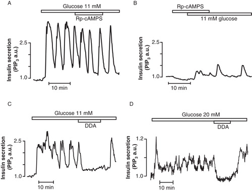Figure 4. Cyclic AMP dependence of glucose-induced pulsatile insulin secretion. TIRF microscopy recordings of the insulin secretory response from individual MIN6 β-cells. A: The PKA inhibitor Rp-8-CPT-cAMPS (100 µM) barely affects pulsatile insulin secretion triggered by glucose. B: In contrast, if added prior to glucose stimulation, the inhibitor markedly suppresses the subsequent secretory response. C, D: Glucose-induced pulsatile insulin secretion critically depends on cAMP generation as 50 µM of the AC inhibitor dideoxyadenosine (DDA) inhibits secretion in both MIN6 (C), and primary mouse pancreatic β-cells (D).