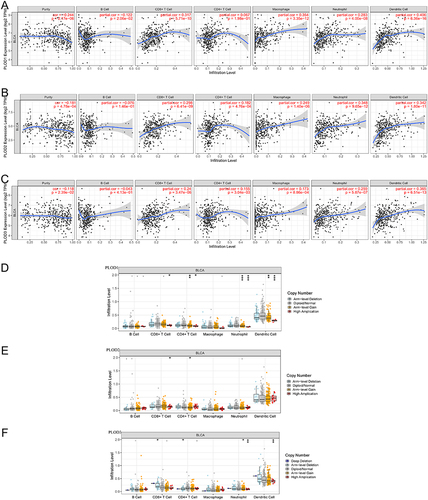 Figure 7 Correlation between PLOD genes and immune cell infiltration in BLCA (A–C). A comparison of tumor infiltration levels in BLCA with different somatic copy number alterations for PLODs (D–F) (TIMER). *p < 0.05; **p < 0.01; ***p < 0.001.