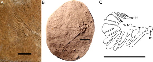 Figure 4. A, imprint of caudal fin of Scalacurvichthys naishi gen. et sp. nov. holotype (SMNK-PAL. 8613). B, cast of caudal fin, mirrored; anterior to the right. C, camera lucida drawing based on cast of caudal fin; dashed lines indicate the restoration of incompletely preserved structures. Abbreviations: ep 1–4, epichordals 1–4; h 1–10, hypochordals 1–10; ph, parhypural. Scale bars = 1 cm.