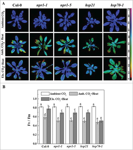 Figure 1. Effect of heat stress and elevated CO2 on maximum photochemical efficiency of PSII (Fv/Fm) in Arabidopsis. Chlorophyll a fluorescence imaging was used to determine photosynthetic performance of wild-type Col-0, SA signaling blockage mutants and hsp mutant lines. Four weeks old Arabidopsis plants (wild-type and mutants) were exposed to either ambient CO2 (Amb., 380 µmol mol−1) or elevated CO2 (Ele., 800 µmol mol−1) for 5 d and then challenged with high temperature (42°C) for 24 h under ambient or elevated CO2. Fv/Fm was measured after heat stress as previously described elsewhere.Citation7 (A) Pseudo-color images of Fv/Fm where the false color code depicts ranges vertically from 0.0 (black) to 1.0 (purple). (B) Fv/Fm values averaged over the whole rosette area; values presented are mean ± SD from 4 rosettes. The means denoted by the same letters did not significantly differ at P < 0.05 according to Tukey's test.