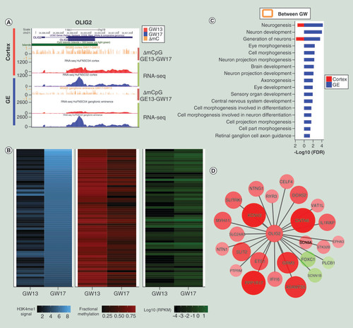 Figure 5. Regulatory network of OLIG2- (A) UCSC genome browser tracks showed OLIG2hypomethylated in promoter region and upregulated in GW17. (B) Heatmap of enhancer signal level (H3K4me1) of GW17 specific enhancers with OLIG2 binding sites (left), their corresponding DNA fractional methylation (middle) and transcription levels of their nearest genes (right) showed hypomethylation of the enhancers and upregulation of the predicted target genes in GW17. (C) DAVID [Citation57] GO biological processes enrichment analysis of OLIG2 target genes indicating significant enrichment for brain development related biological processes. (D) Cytoscape network of OLIG2 target genes that are differential expressed. A total of 22 genes were upregulated in GW17 (red) while only 3 were downregulated (green). The size of the circles corresponds to the fold change of expression levels between GW17 and GW13. Among the upregulated genes, EPHA3, NTN1, NTNG1 and SLIT2 were associated with axon guidance and cell migration.FDR: False discovery rate; GE: Ganglionic eminence; GO: Gene ontology; GW: Gestational week; mC: Methyl-cytosine; RPKM: Reads per kilobase of transcript; UCSC: University of California, Santa Cruz.