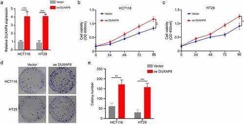 Figure 4. DUXAP8 incorporation accelerates colon cancer (CC) cell proliferation. (a) structured pcDNA 3.1-DUXAP8 incorporation significantly enhanced DUXAP8 levels. (b-c) DUXAP8 overexpression markedly increased cellular proliferation. (d) following pcDNA 3.1-DUXAP8 transfection, colonies were more and larger than the control groups. (e) colonies were counted in (D). **P < 0.01, ***P < 0.001.