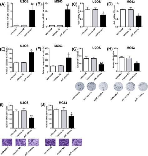 Figure 2 MiR-203 overexpression suppresses cell viability, increases caspase-3 activity and inhibits cell invasion of osteosarcoma cells. U2OS and MG63 cells were transfected with mimics NC, miR mimics or untreated, and 24 hrs later, (A, B) qRT-PCR determined the expression of miR-203 in U2OS and MG63 cells; (C, D) MTT assay determined the cell viability of U2OS and MG63 cells; (E, F) caspase-3 activity assay kit determined the caspase-3 activity of U2OS and MG63 cells; (G, H) colony formation assay determined the cell growth of U2OS and MG63 cells; (I, J) Transwell invasion assay determined cell invasive ability of U2OS and MG63 cells. N = 3. *P<0.05, **P<0.01.