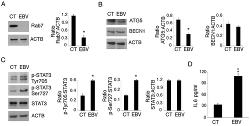 Figure 4. The decrease of RAB7 and ATG5 and the activation of STAT3 correlate with EBV-mediated autophagy inhibition in differentiating monocytes. Differentiating monocytes exposed or unexposed to EBV were cultured for 5 days with CSF2 and IL4 and analyzed by western blot for (a) RAB7 and (b) ATG5 and BECN1 expression and (c) pSTAT3 (Tyr705), pSTAT3 (Ser727) and total STAT3 expression. ACTB was used as loading control. One representative experiment out of 3 is shown. The histograms represent the mean plus S.D. of the densitometric analysis of the ratio of RAB7:ACTB, ATG5:ACTB, BECN1:ACTB, p-STAT3 (Tyr705): STAT3, p-STAT3 (Ser727):STAT3 and total STAT3:ACTB of 3 different experiments. * P value < 0.05. (d) IL6 release, by EBV- and mock-infected monocytes as measured by ELISA. The histograms represent the mean plus S.D. of more than 3 experiments * P value < 0.05 ^ alpha value < 0.05.