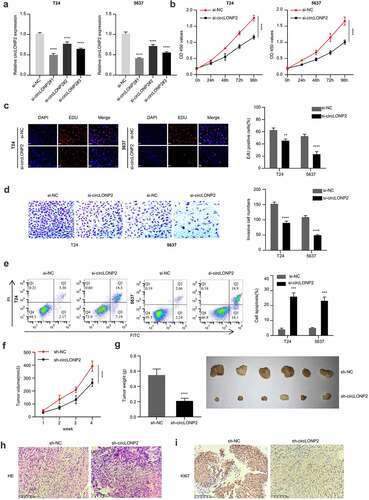 Figure 2. Knockdown of circLONP2 inhibits the proliferation and invasion and induced apoptosis of BC cells. (a). The efficiency of circLONP2 knockdown was verified by qRT-PCR. (b). CCK-8 proliferation assay in T24 and 5637 cells after transfecting with si-NC and si-circLONP2 siRNA (n = 6). (c). Edu incorporation assays in in T24 and 5637 cells after transfecting with si-NC and si-circLONP2 siRNA (n = 3). (d). Transwell invasion assay, and (e). apoptosis analysis in T24 and 5637 cells transfected with si-NC and si-circLONP2 (n = 3). (f-g). Tumor growth curve and subcutaneous tumor weight of mice inoculated with T24 cells transfected with sh-NC and sh-circLONP2 (n = 6 mice in each group). (h-i). The representative H&E staining and Ki67 immunohistochemical staining images of the subcutaneous tumors in sh-NC and sh-circLONP2 group. *P < 0.05 versus Control, **P < 0.01, ****P < 0.0001.