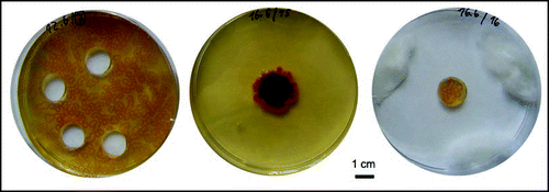 Figure 7 Transfer of colonies. Circular plugs were removed from a field of 4-day colonies (left) and transferred into a hole in a fresh agar dish (middle), or to a damp chamber (right). Fresh agar induced colonies to merge into a macula within 8 days (all dishes photographed at the same time).