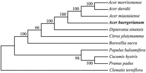 Figure 1. Maximum likelihood phylogenetic tree of A. buergerianum with 10 other plant species based on complete chloroplast genome sequences using Clematis terniflora as outgroup. Numbers in the nodes are bootstrap values from 1000 replicates. Accession numbers are listed as below: Acer morrisonense NC_029371.1, Acer davidii NC_030331.1, Acer miaotaiense NC_030343.1, Dipteronia sinensis NC_029338.1, Citrus platymamma NC_030194.1, Boswellia sacra NC_029420.1, Populus balsamifera NC_024735.1, Cucumis hystrix NC_023544.1, Prunus padus NC_026982.1, Clematis terniflora NC 028000.1.