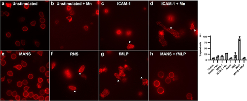 Figure 3. MANS peptide treatment alters neutrophil spreading and β2-integrin clustering on ICAM-1 enhanced with Mn2+. fMLP does not restore defects. Immunofluorescence microscopy of CD11b: Neutrophils were pretreated with 50 µM MANS, 50 µM RNS, or PBS for 30 minutes prior to application to ICAM-1 coated chambered coverslip. Cells were incubated for 10 minutes at 37°C. Mn2+ was added following the 10 minute incubation and allowed to adhere for another 10 minutes at 37°C. fMLP was applied 5 minutes into stimulation. (a) Neutrophils plated on 5% FBS in PBS. (b) Neutrophils plated on 5% FBS in PBS followed by Mn2+. (c) Neutrophils plated on ICAM-1. (d) Neutrophils plated on ICAM-1 and enhanced with Mn2+. (e) MANS pretreated neutrophils on ICAM-1 with Mn2+. (f) RNS pretreated neutrophils plated on ICAM-1 with Mn2+. (g) Neutrophils plated on ICAM-1/Mn2+ with fMLP applied 5 minutes into stimulation. (H) MANS pretreated neutrophils plated on ICAM-1/Mn2+ with fMLP applied 5 minutes into stimulation. (i) Percent spread cells in each condition. Data are represented as mean ± SD, n = 2.