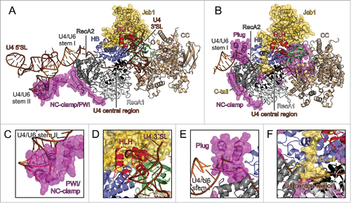 Figure 3. U4/U6 binding by Brr2 and possible inhibitory mechanisms. (A) yBrr2-Jab1 bound to U4/U6 as seen in the cryo-EM structure of a yeast U4/U6•U5 tri-snRNP (PDB ID 5GAO).Citation27 (B) Structure of the isolated yBrr2FL-Jab1 complex with portions of U4/U6, obtained by superimposition with the structure in (A) according to the NCs of the Brr2 subunits. (C) The NC-clamp and part of the PWI domain of the NTR bind U4/U6 stem II in the yeast U4/U6•U5 tri-snRNP. (D) The HLH domain of the NC contacts the U4 3′-SL in the yeast U4/U6•U5 tri-snRNP. (E) In isolated yBrr2FL-Jab1, the plug domain of the NTR sterically hinders accommodation of the stem I portion of U4/U6 between the RecA2 and HB domains of the NC. (F) In isolated yBrr2FL-Jab1, the Jab1 C-terminal tail binds along and hinders opening of the HB and RecA2 domains to accommodate RNA and occupies part of the tunnel that accommodates the ss region of U4 snRNA neighboring U4/U6 stem I during U4/U6 unwinding. U4 snRNA – brown; U6 snRNA – orange.