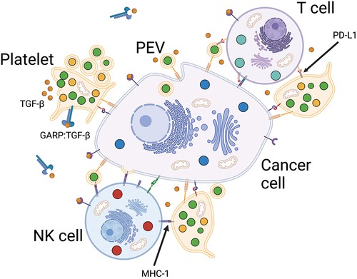 Figure 2. Platelet-assisted immune evasion. Platelet-cancer interactions assist cancer cells in evading NK and T cell cytotoxicity partially through TGF-ß-mediated mechanisms. In addition, binding of platelets also leads to pseudo-expression of MHC-1 and PD-L1, thus cancer cells may avoid recognition by NK cells through expression of platelet self-antigens and impair T cell cytotoxicity through checkpoint inhibition.