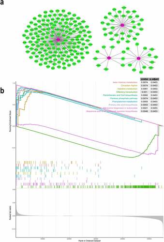 Figure 4. Co-expression network of the four iron metabolism-related and methylated genes