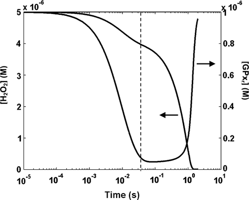 Figure 5.  Example of the rate-limiting effect of the slower GPxr recycling step. Concentration profiles of H2O2 and GPxr of the general model are shown for [H2O2]0 of 5 µm, [GSH]0 of 0.1 mM and [GPxr]0 of 1 µm. The inflection point on the [H2O2]-profile that occurs around 40 ms corresponds to the change in the rate of production of GPxr.