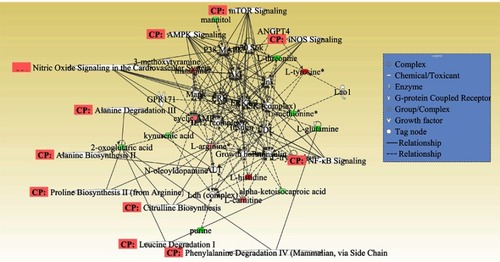 Figure 5 Merged network combining major signaling networks related to the metabolites differentially expressed in the Ingenuity Pathways Analysis.Note: For clarity, proteins and metabolites were merged with different geometric shapes in the relevant network in the hippocampus. Red indicates upregulation of metabolites, whereas green indicates downregulation of metabolites. Metabolites not correlated to proteins and treatment are shown as clear. Dotted lines show indirect interactions or regulations between the two parties, whereas solid lines show direct physical interactions (eg, binding) of the two parties.Abbreviation: CP, correlation of pathway.